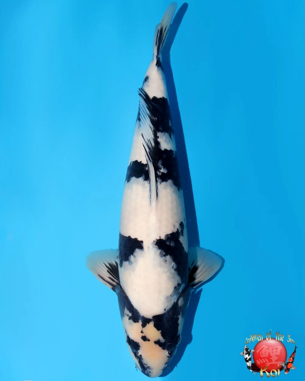 Omosako Nisai Shiro Utsuri