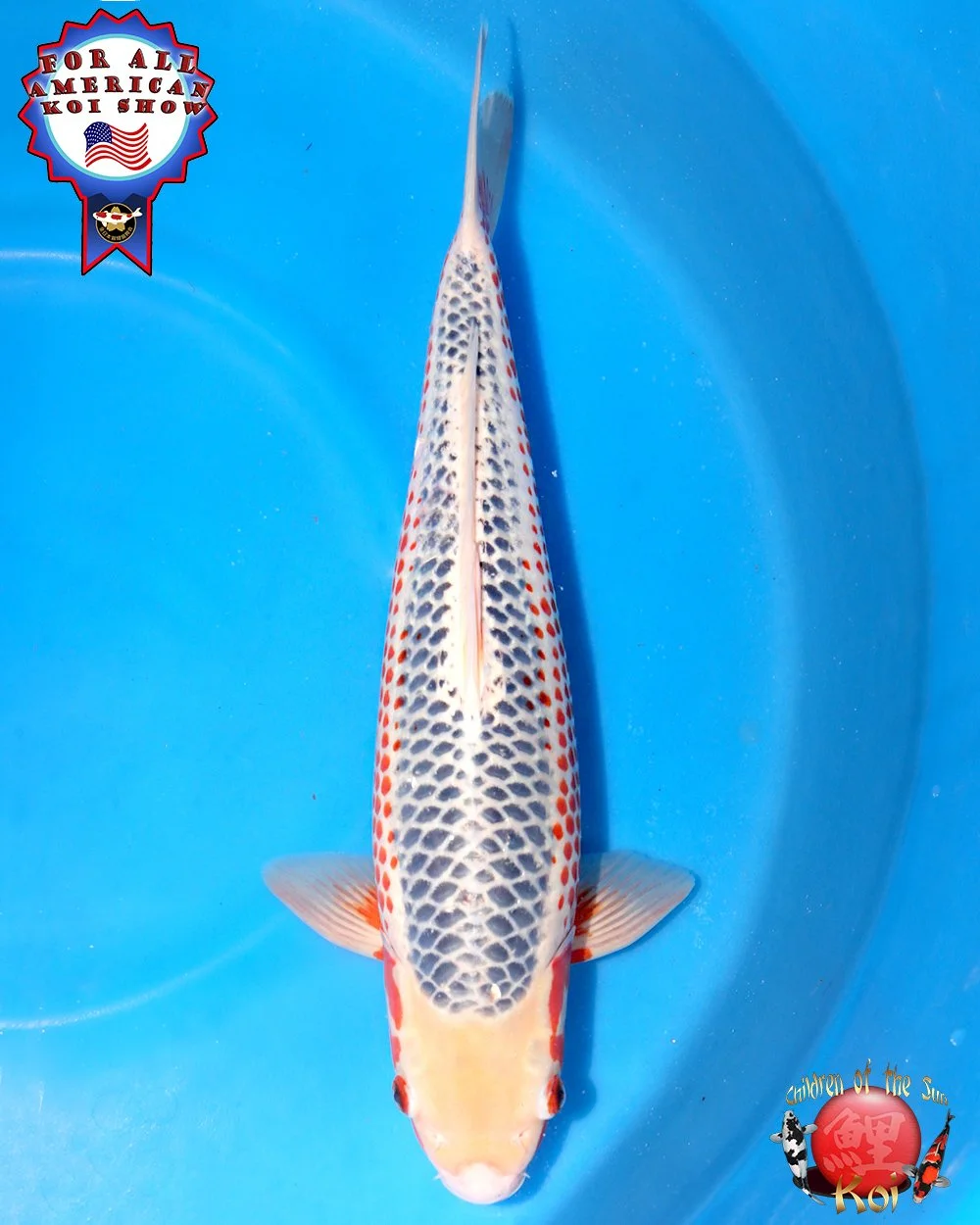 Ikarashi Toshinobu Nisai Kanoko Asagi