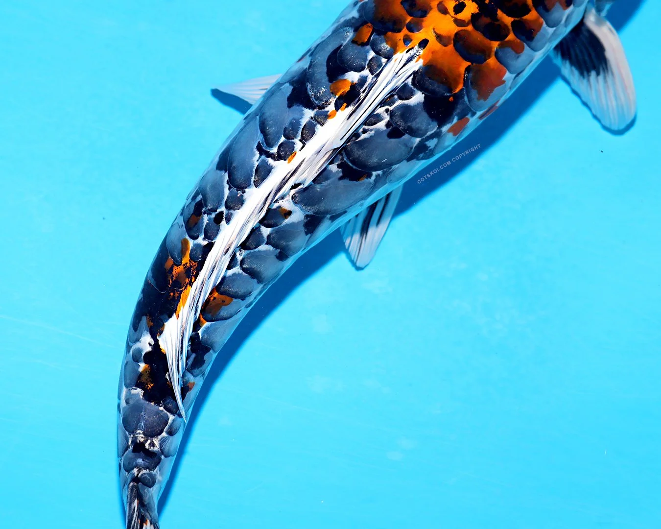 Ikarashi Toshinobu Nisai Godzilla 51cm F.2.jpg