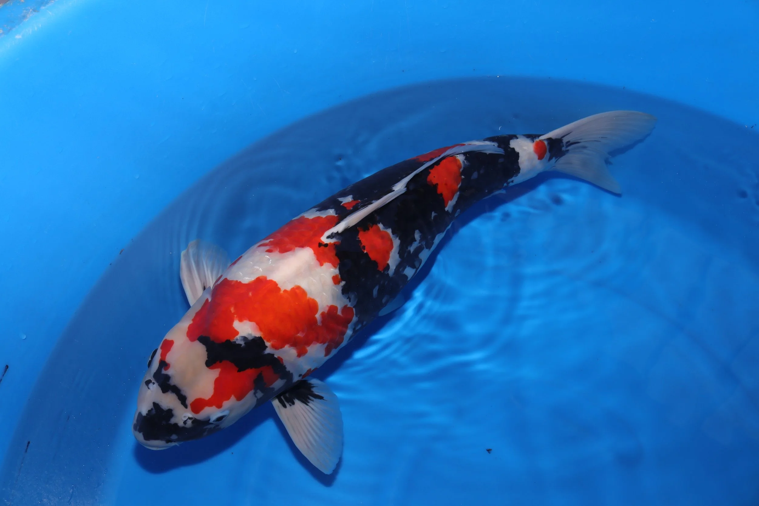 Nagoshi Koi Farm Yonsai Showa — Children of the Sun Koi - Japanese