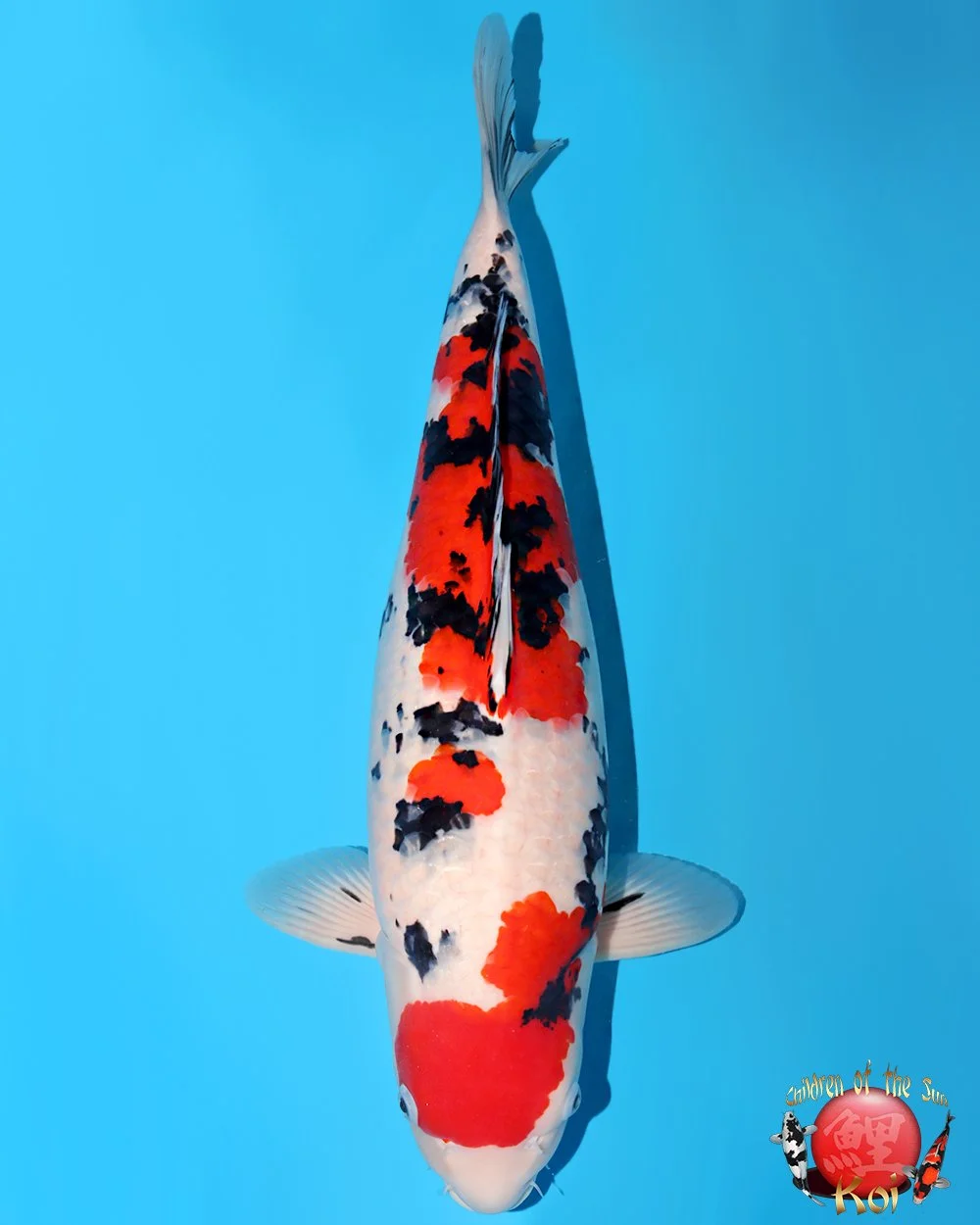 Ikarashi Ozumi Yonsai Sanke