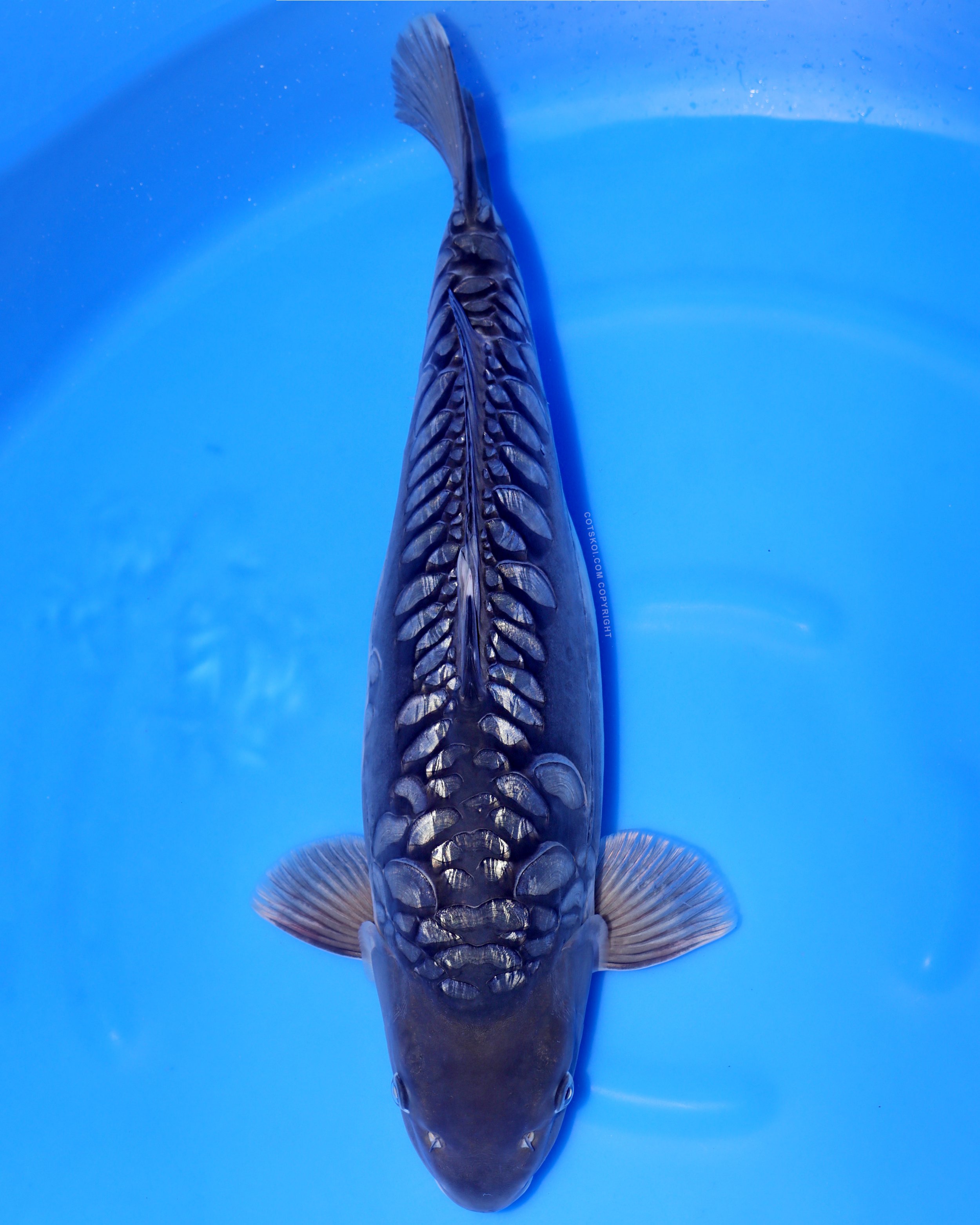 Ikarashi Toshinobu Nisai Godzilla 53cm F 126.jpg