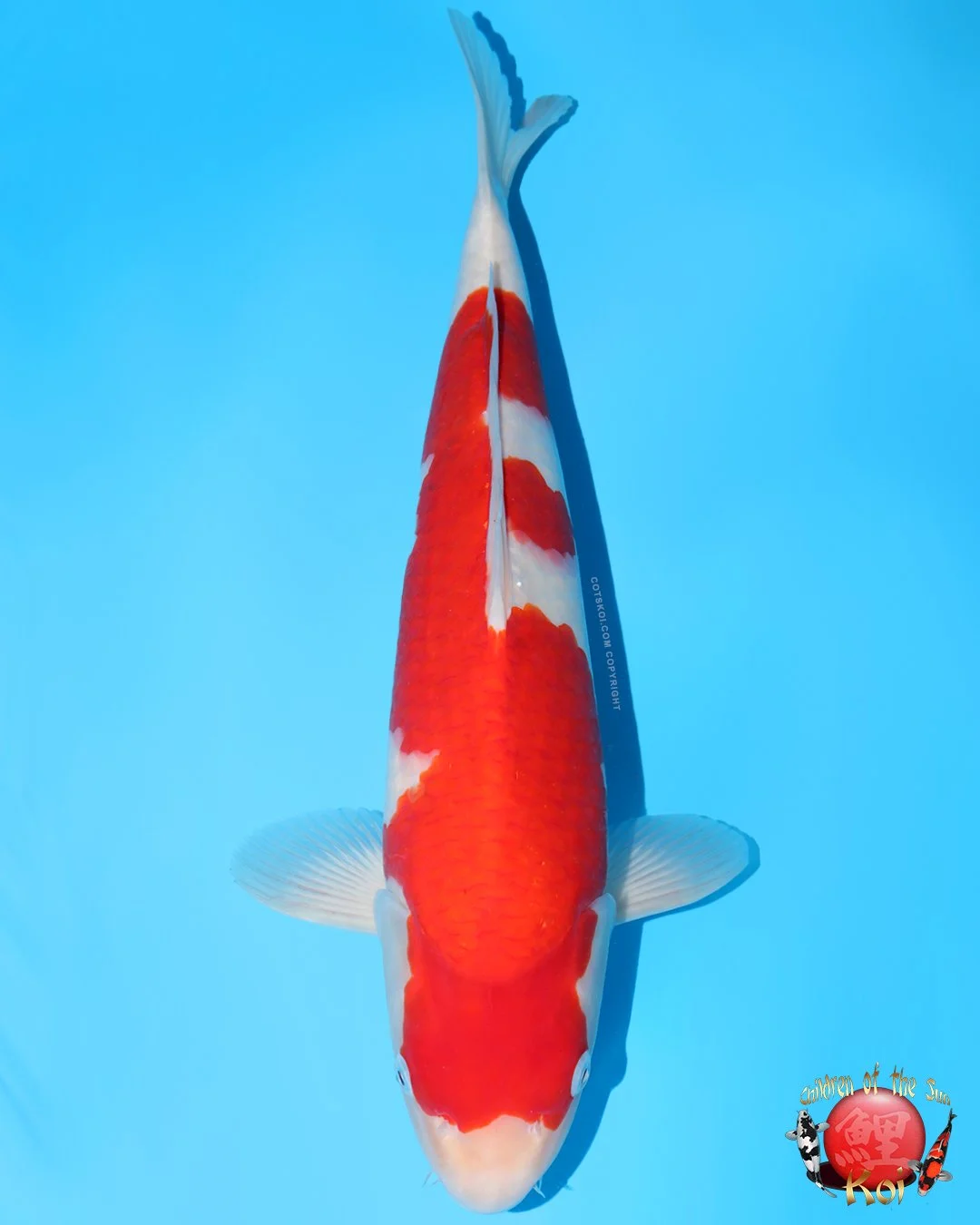 Momotaro Tosai Kohaku