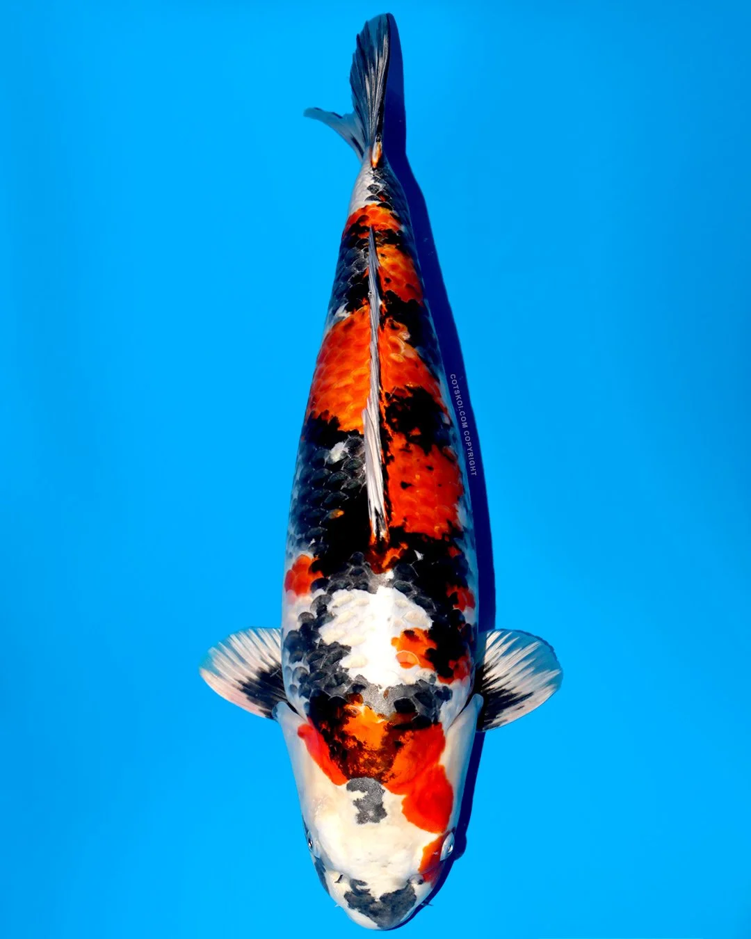 Ikarashi Toshinobu Nisai Kin Showa 55cm Female
