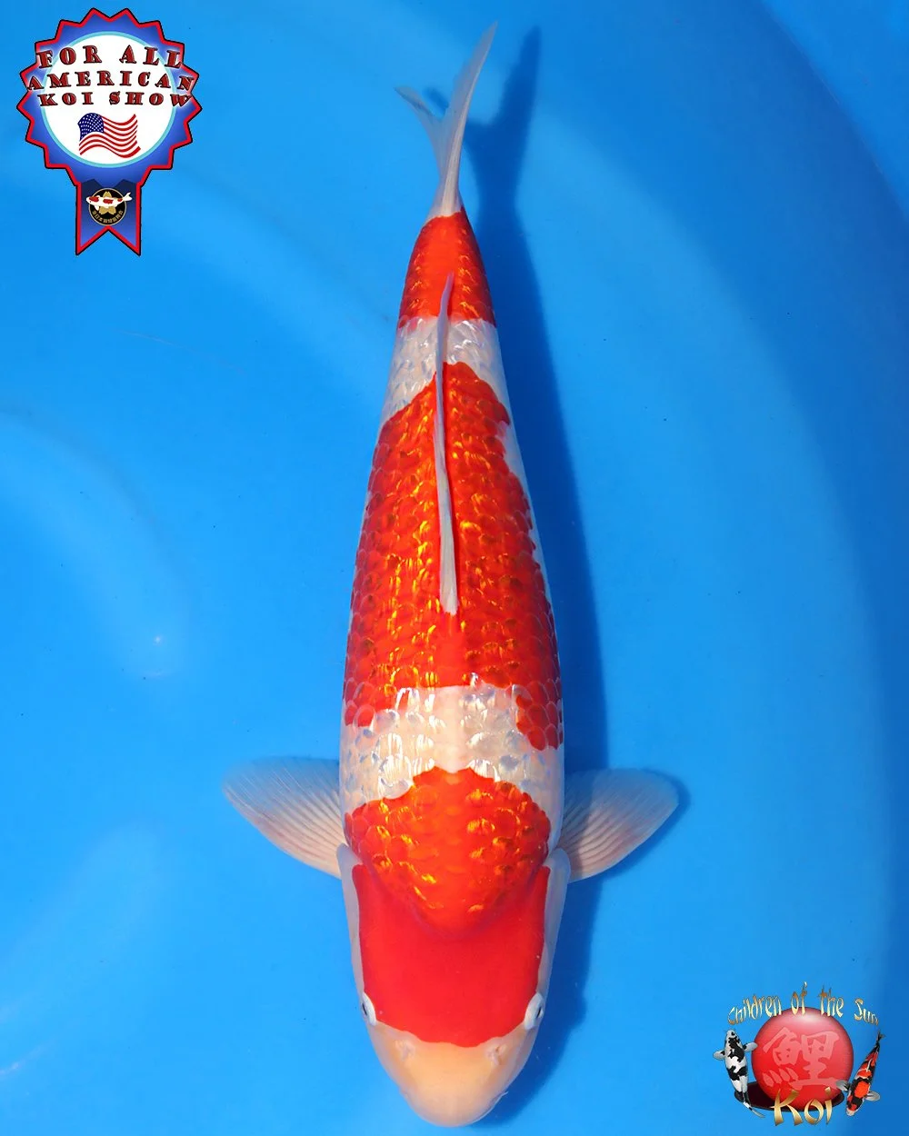 Torazo Nisai Ginrin Kohaku