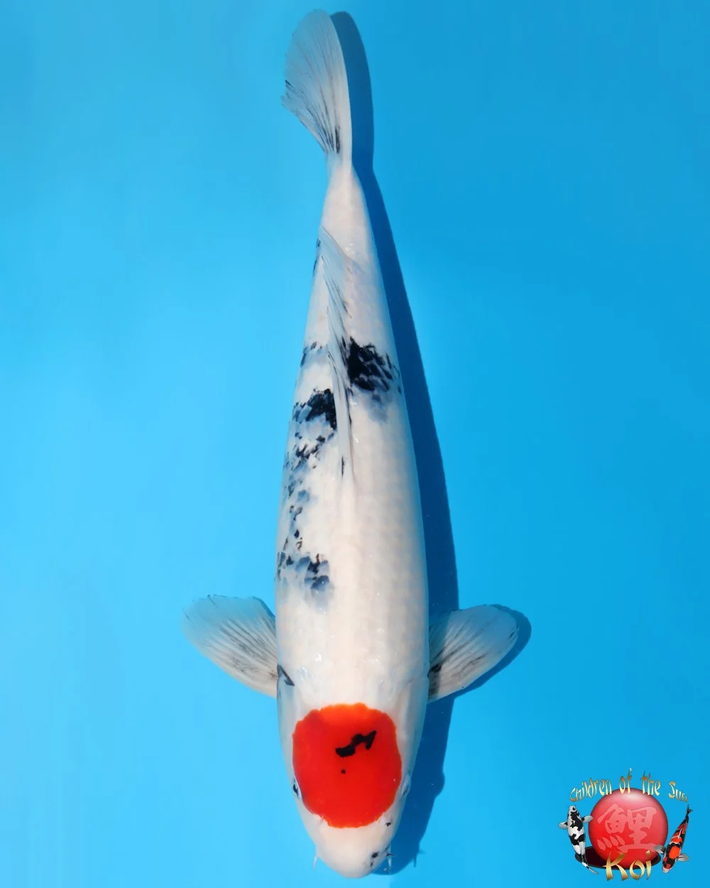 Omosako Nisai Tancho Showa