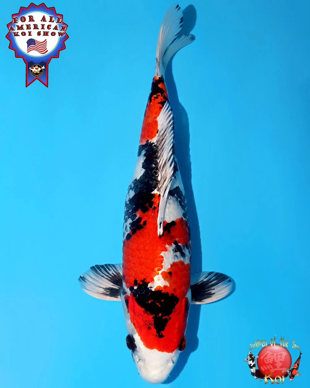 Kanno Nisai Kin Showa