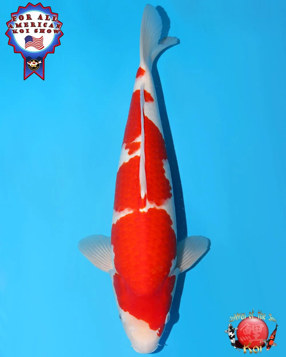 Nagoshi Nisai Kohaku