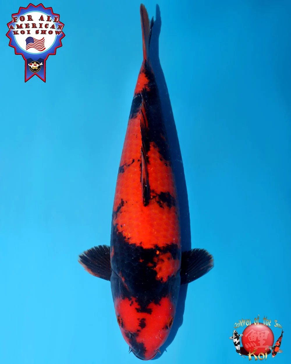 Nagoshi Nisai Hi Utsuri