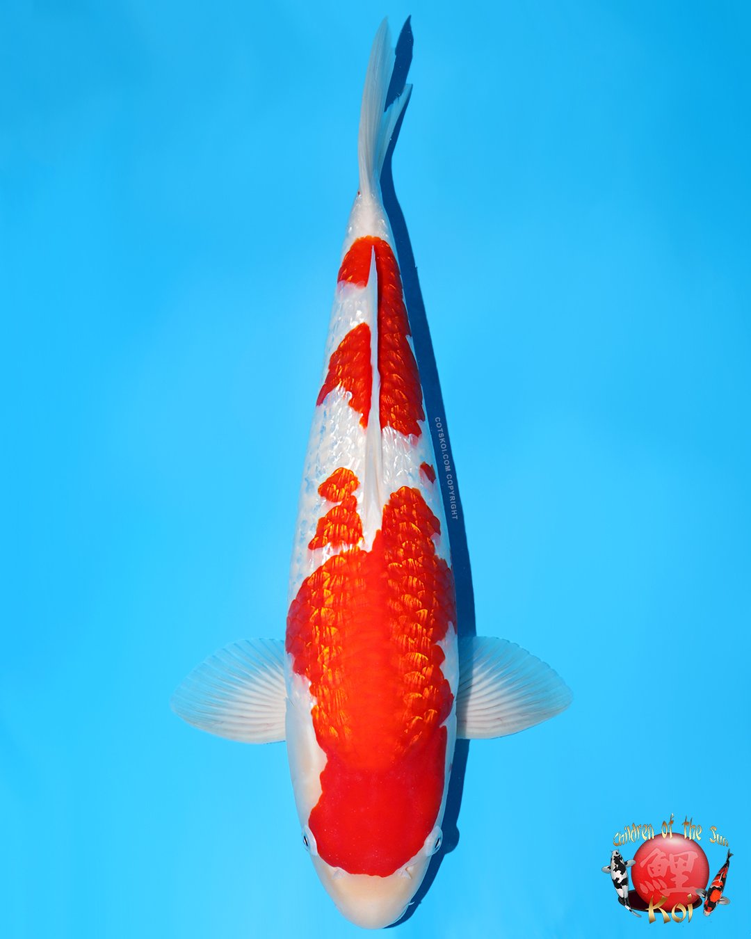 Torazo Ginrin Kohaku 49cm KOTW #7.jpg