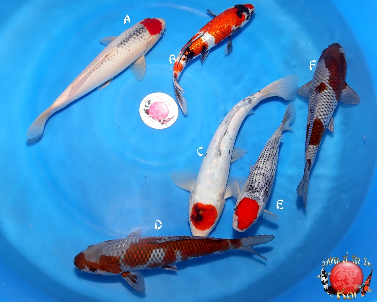 Hiroi Tosai Koi Mix