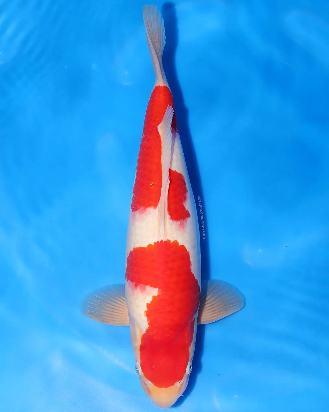 Marushin Nisai Kohaku 45cm Male #5