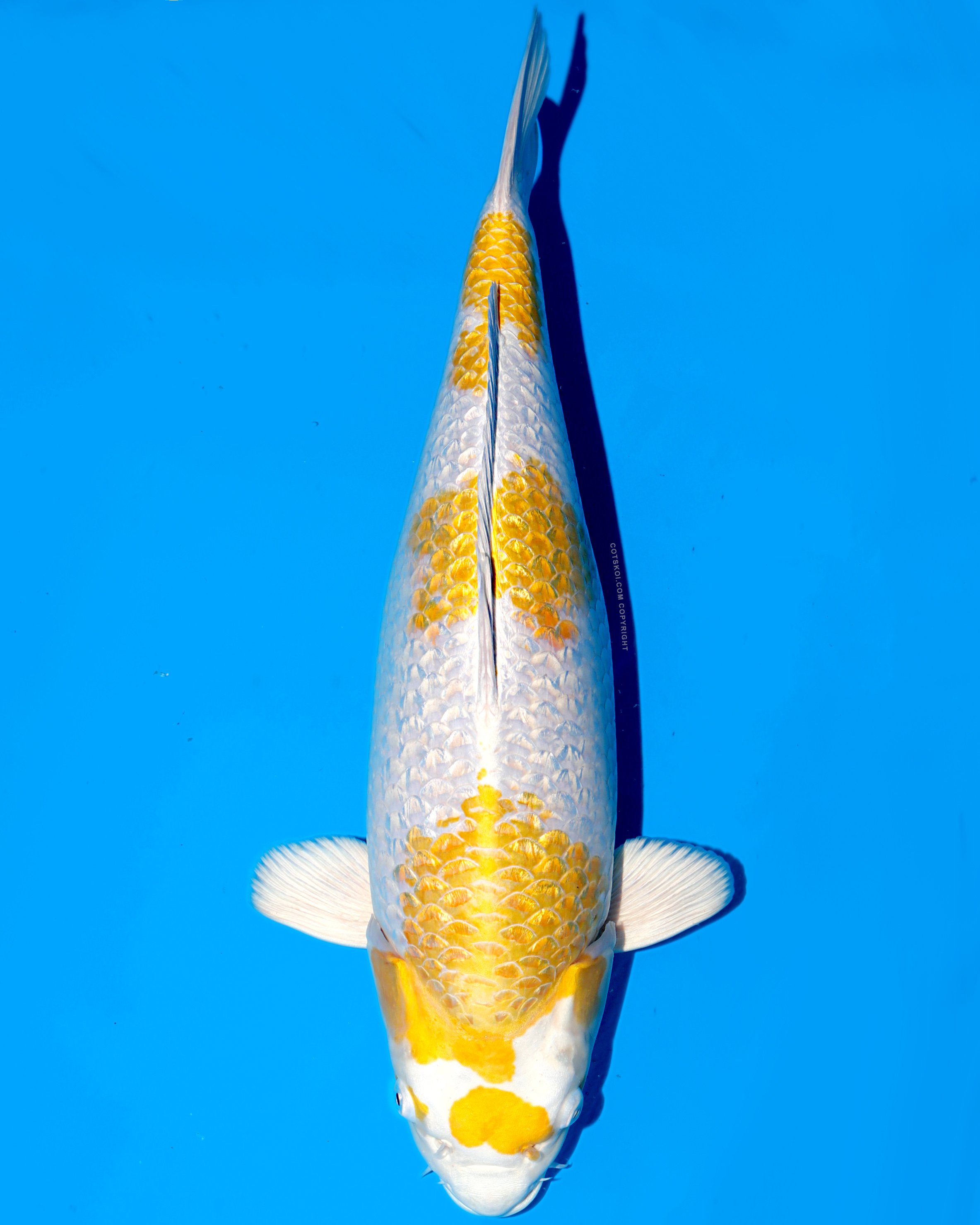 Ikarashi Toshinobu Nisai Ginrin Hariwake 52cm Female