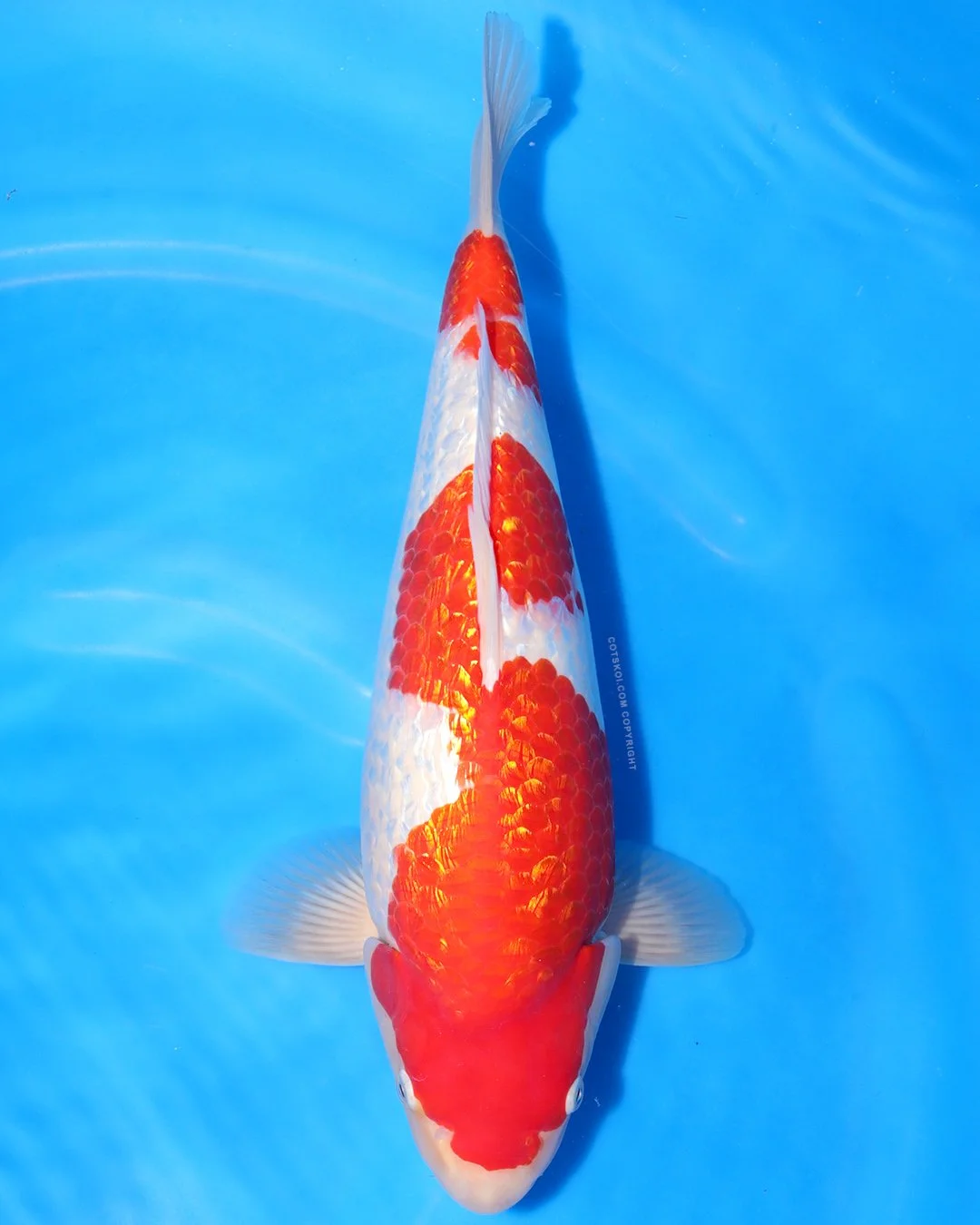 Marushin Nisai Ginrin Kohaku 45cm Female