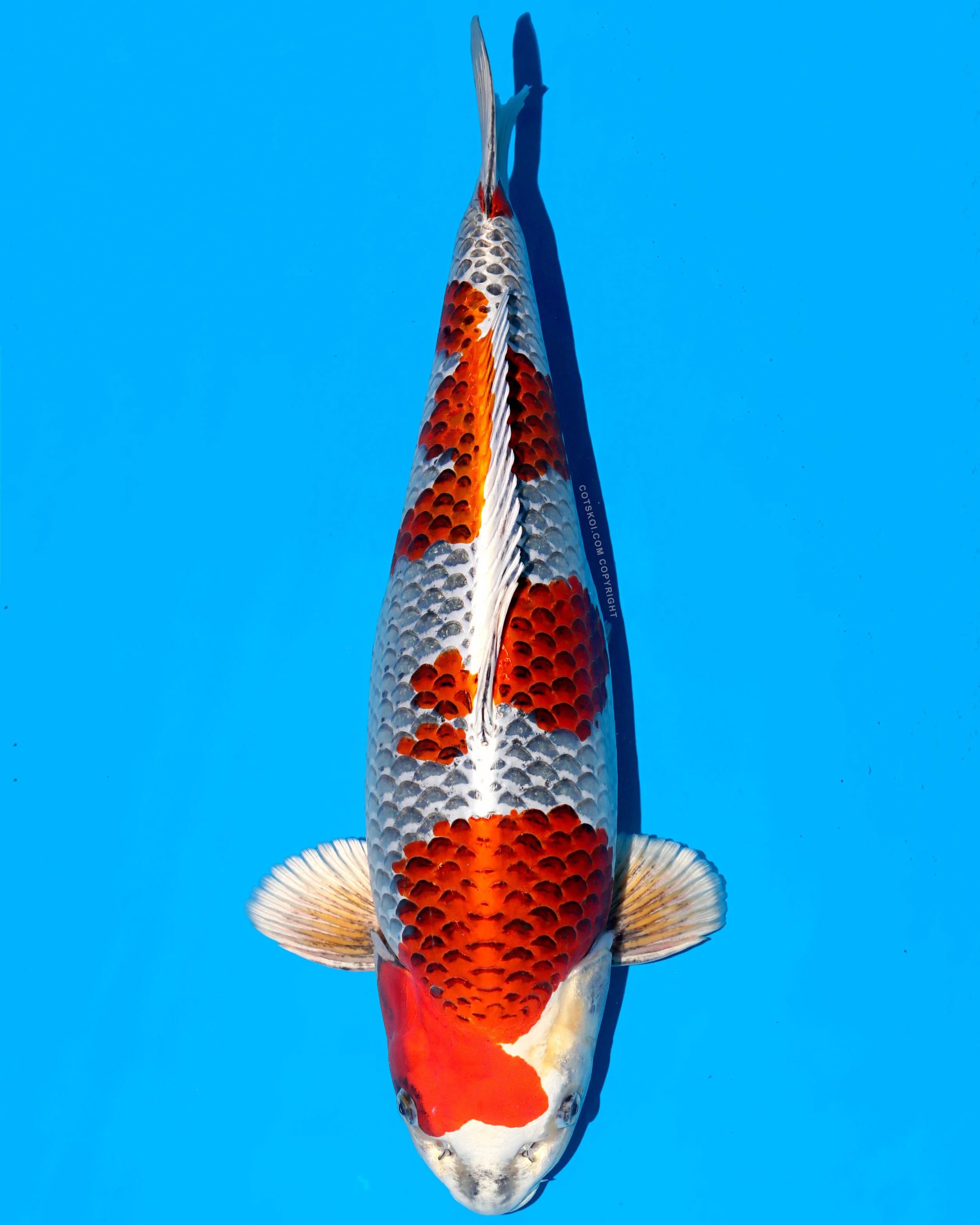 Ikarashi Toshinobu Nisai Kujaku 58cm Female