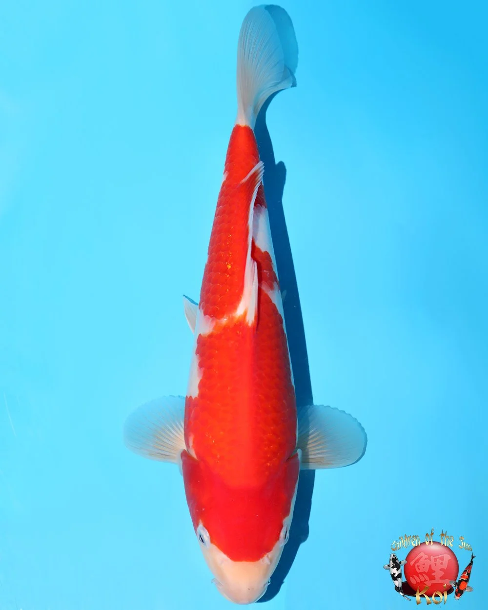 Murata Tosai Kohaku