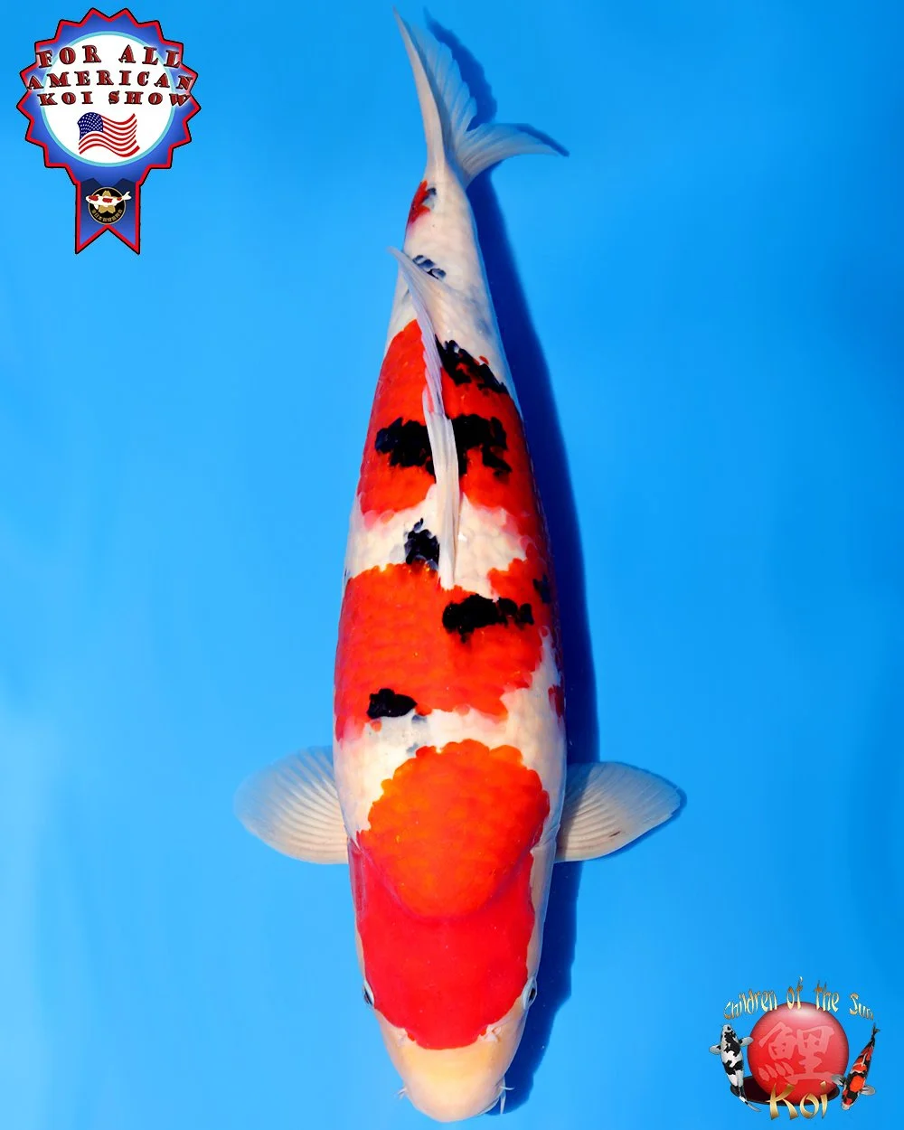 NND Marusho Nisai Sanke