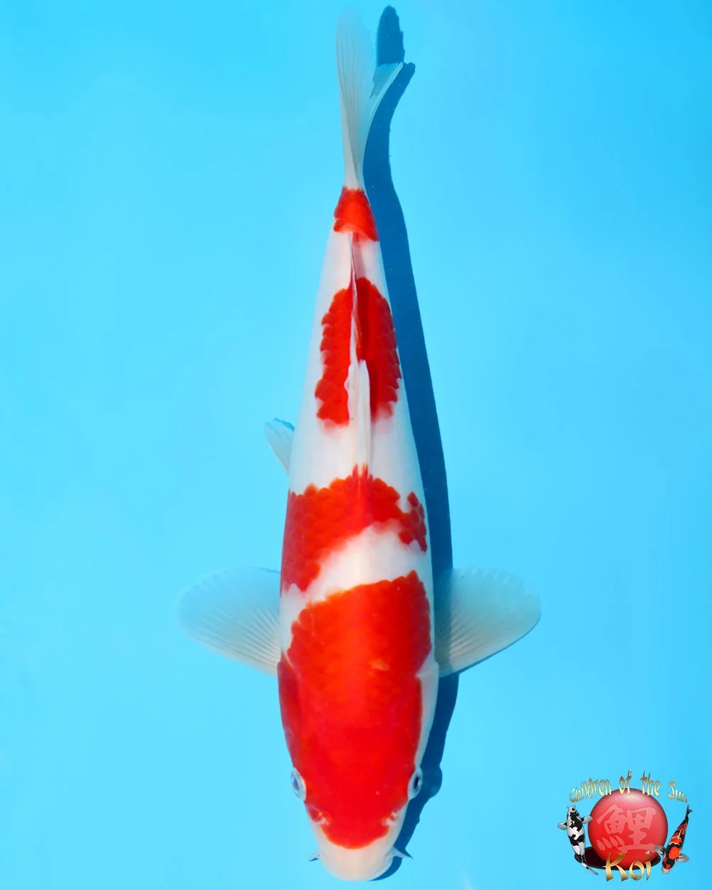 Murata Tosai Kohaku