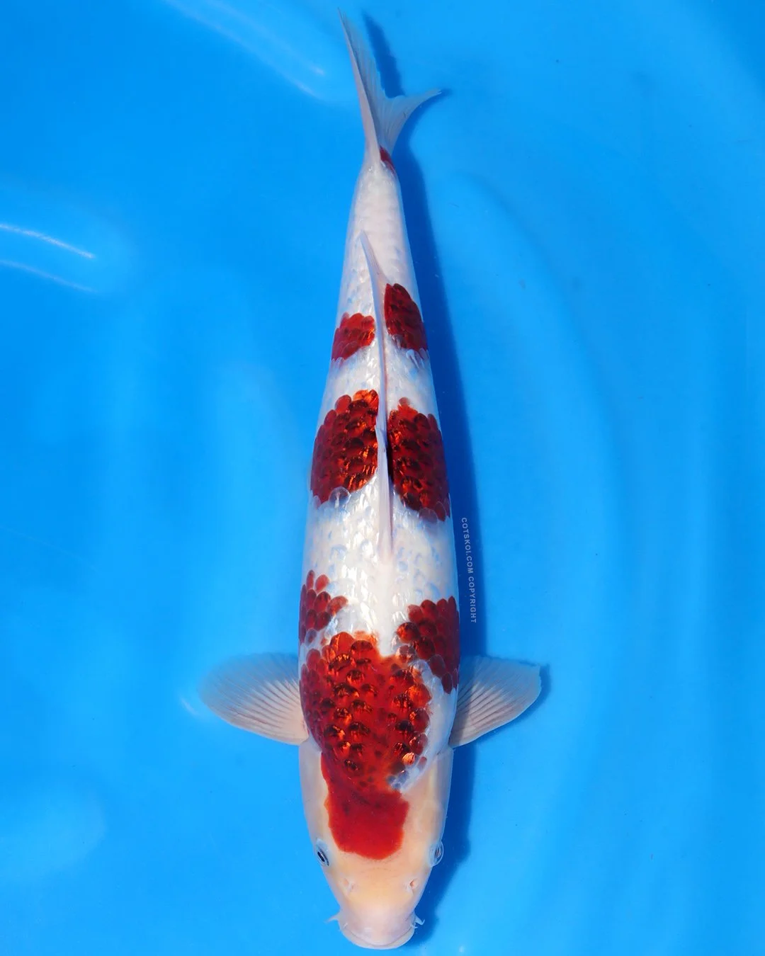 Marushin Nisai Ginrin Koromo 45cm Male