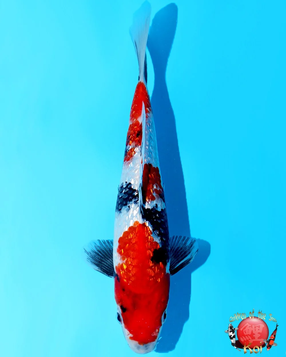 Marushin Tosai Ginrin Showa