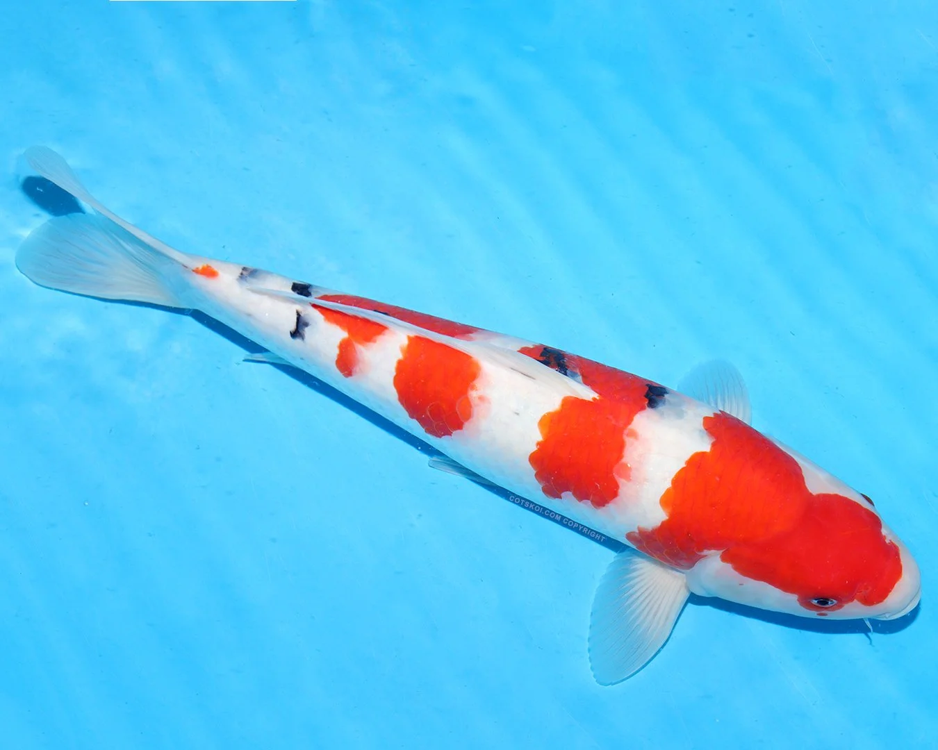 9l.jpg