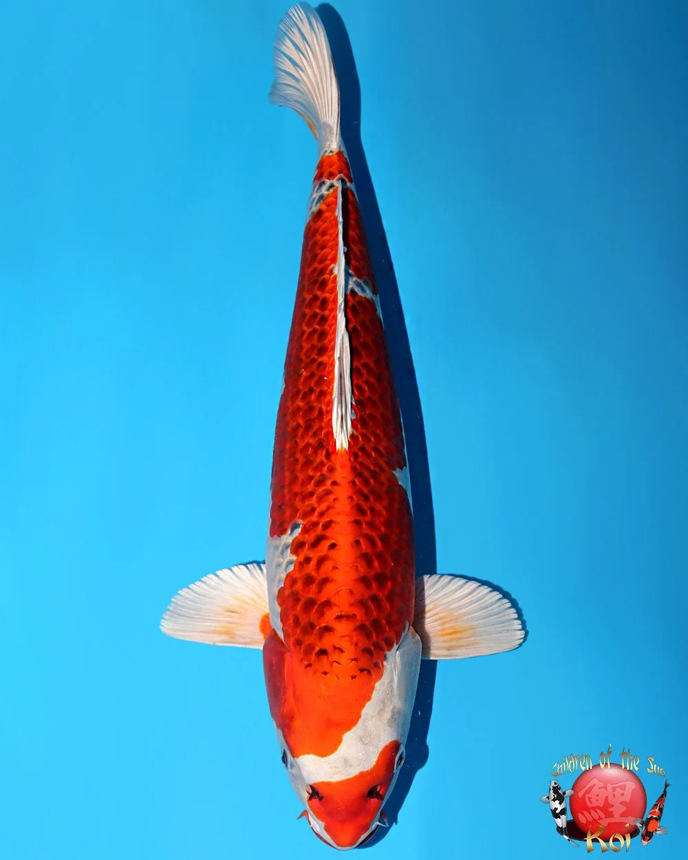 Omosako Nisai Kujaku