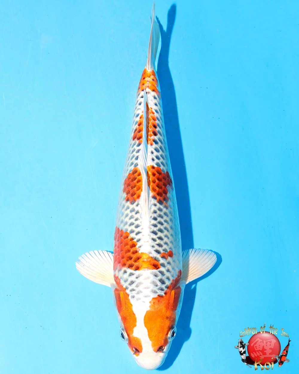 Hosokai Tosai Kujaku