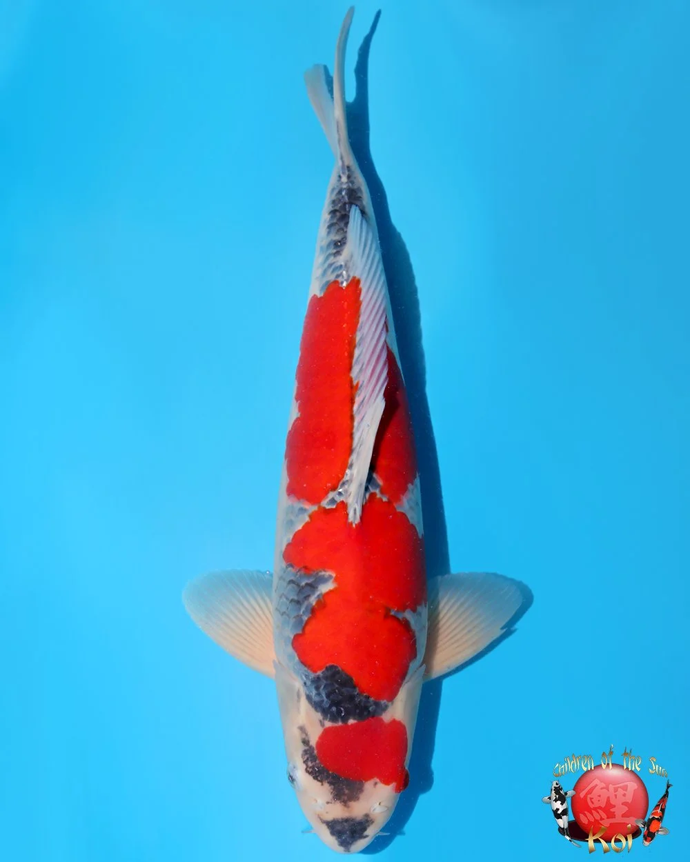 Kanno Sansai Goshiki