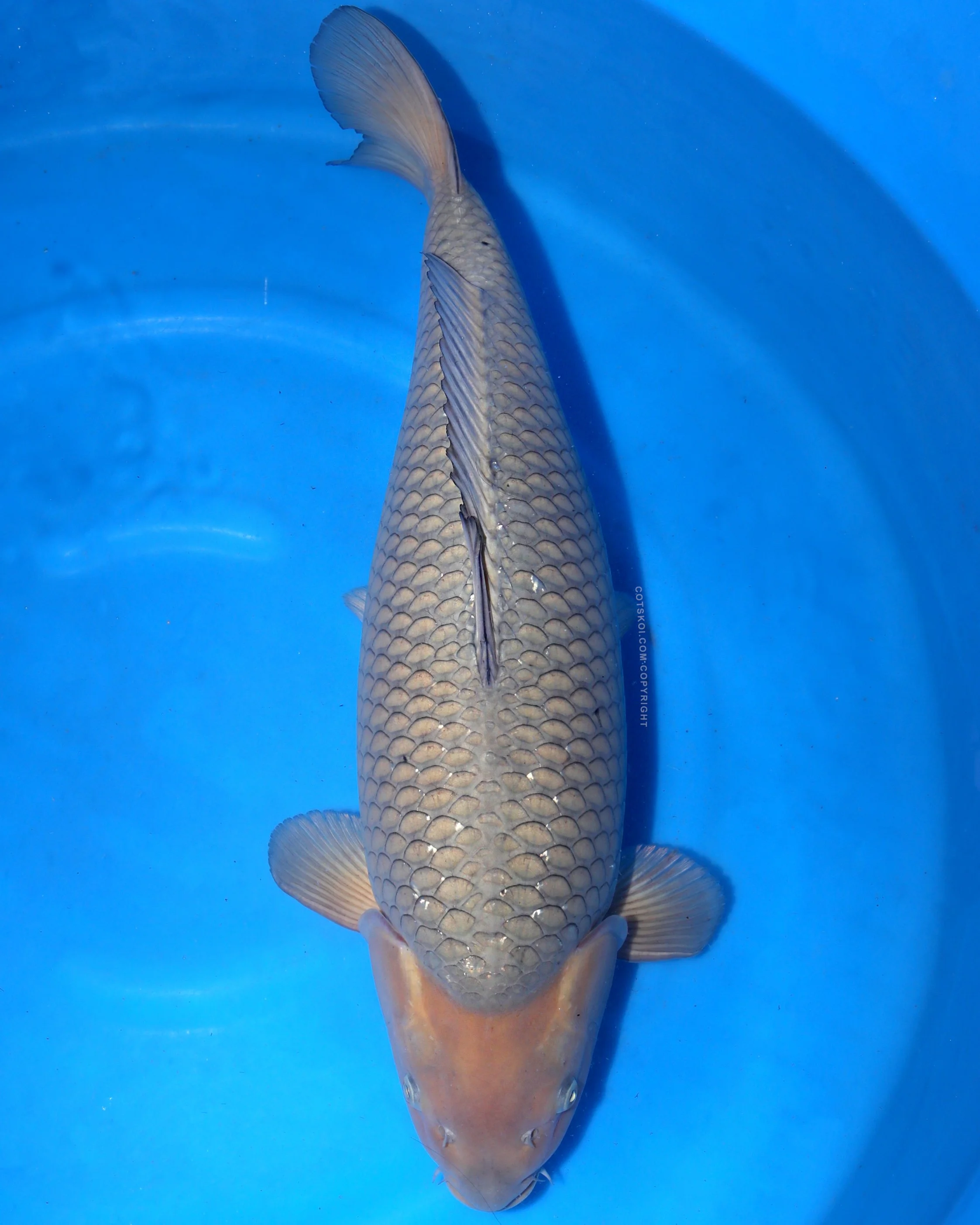 Ikarashi Toshinobu Sansai Soragoi 70cm Female