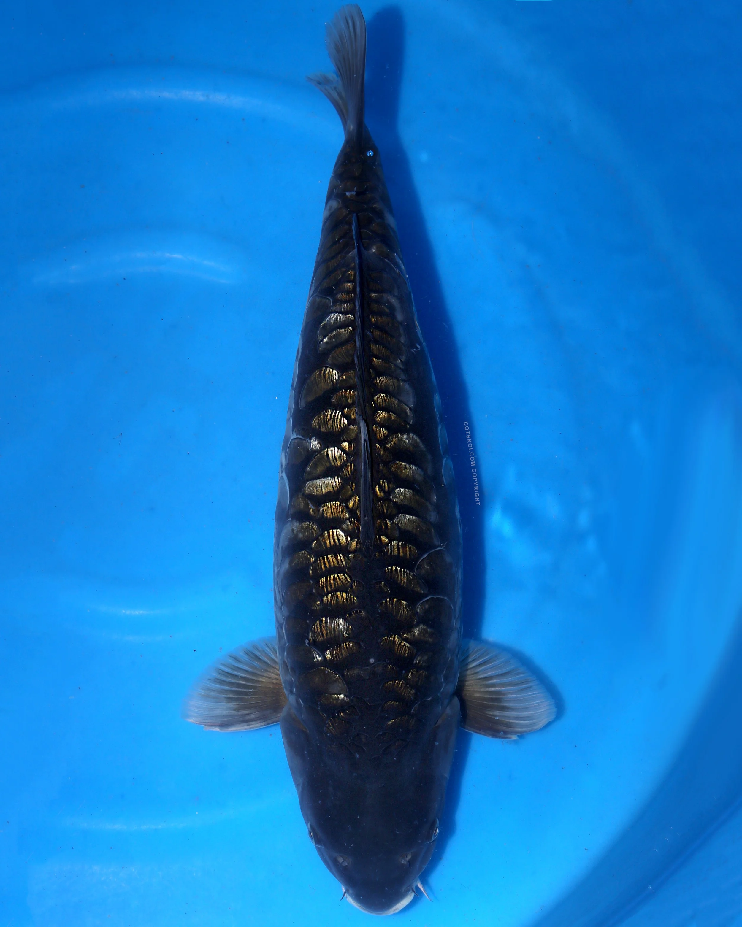 Ikarashi Toshinobu Sansai Godzilla 62cm F 126.jpg