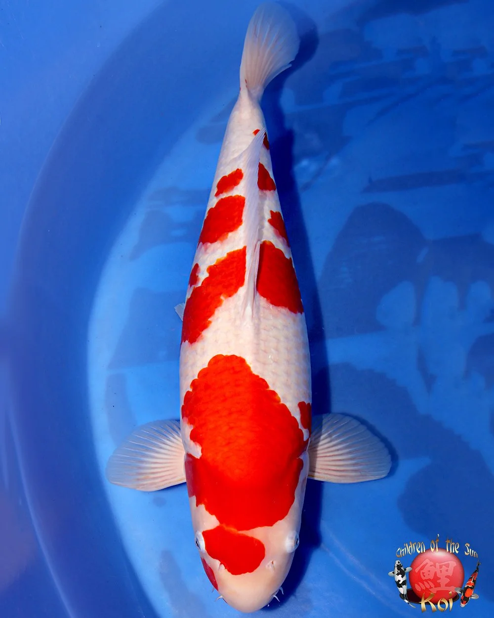 Torazo Sansai Kohaku 126.jpg