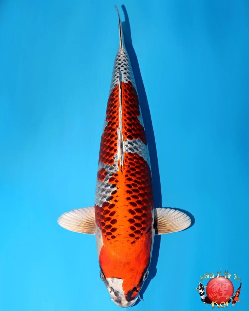 Omosako Nisai Kujaku