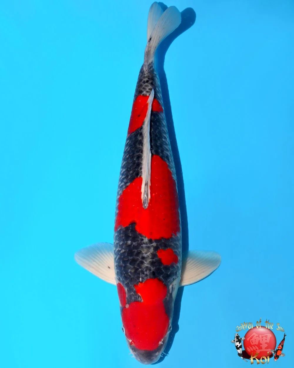 Kanno Sansai Goshiki