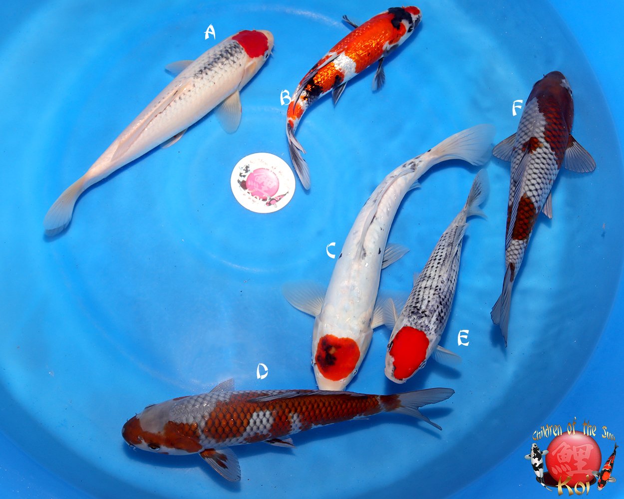 Hiroi Tosai Koi Mix 126.jpg