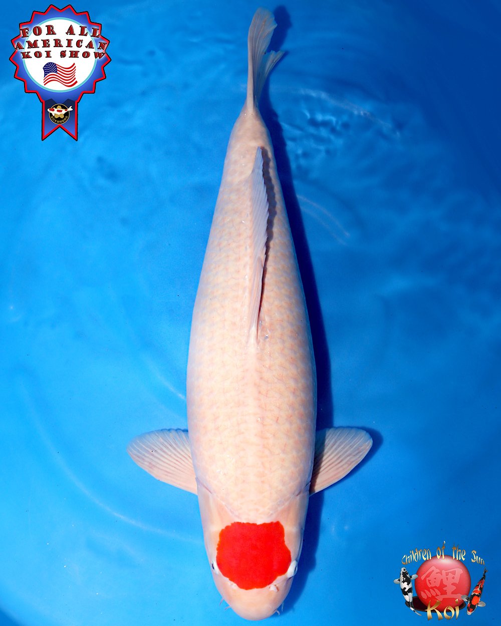 Yamamatsu Sansai Tancho Kohaku