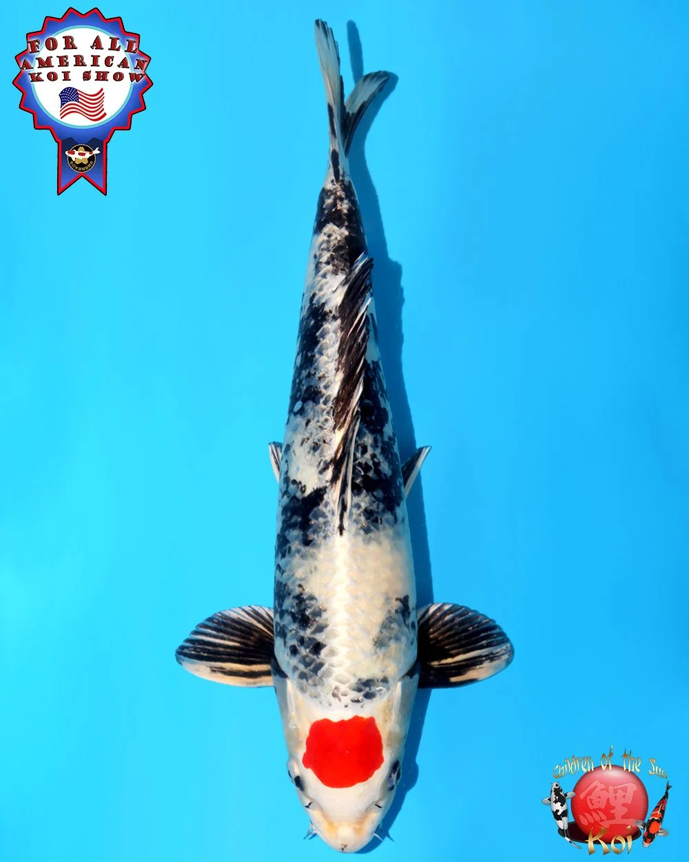 Kanno Nisai Tancho Kin Showa