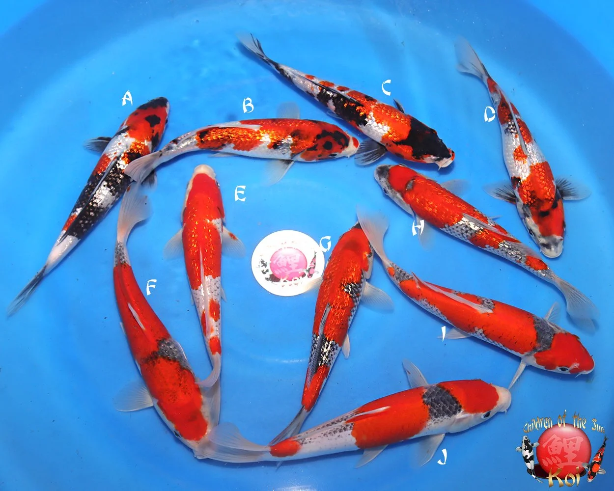 Hiroi Tosai Koi Mix 326.jpg
