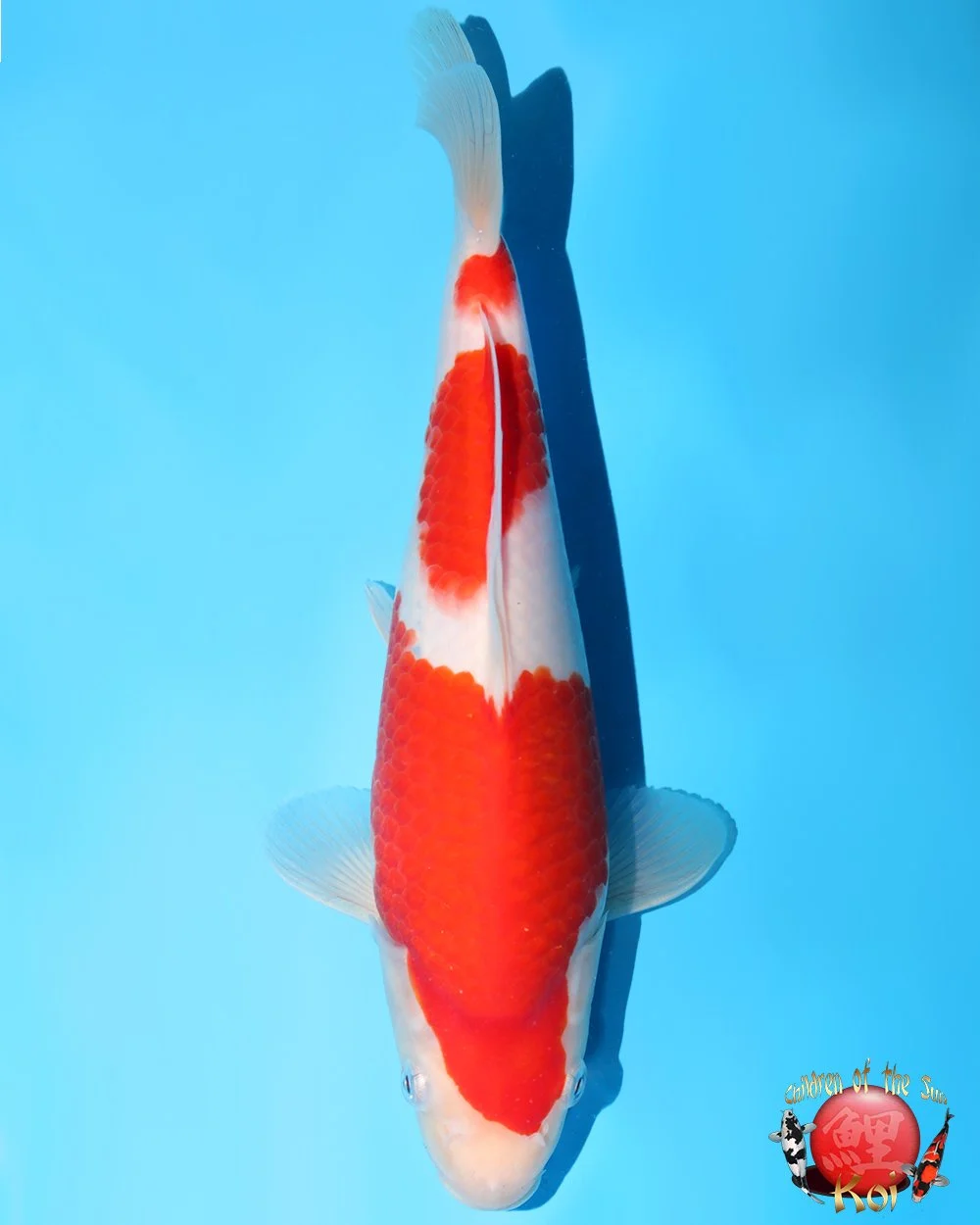 Murata Tosai Kohaku