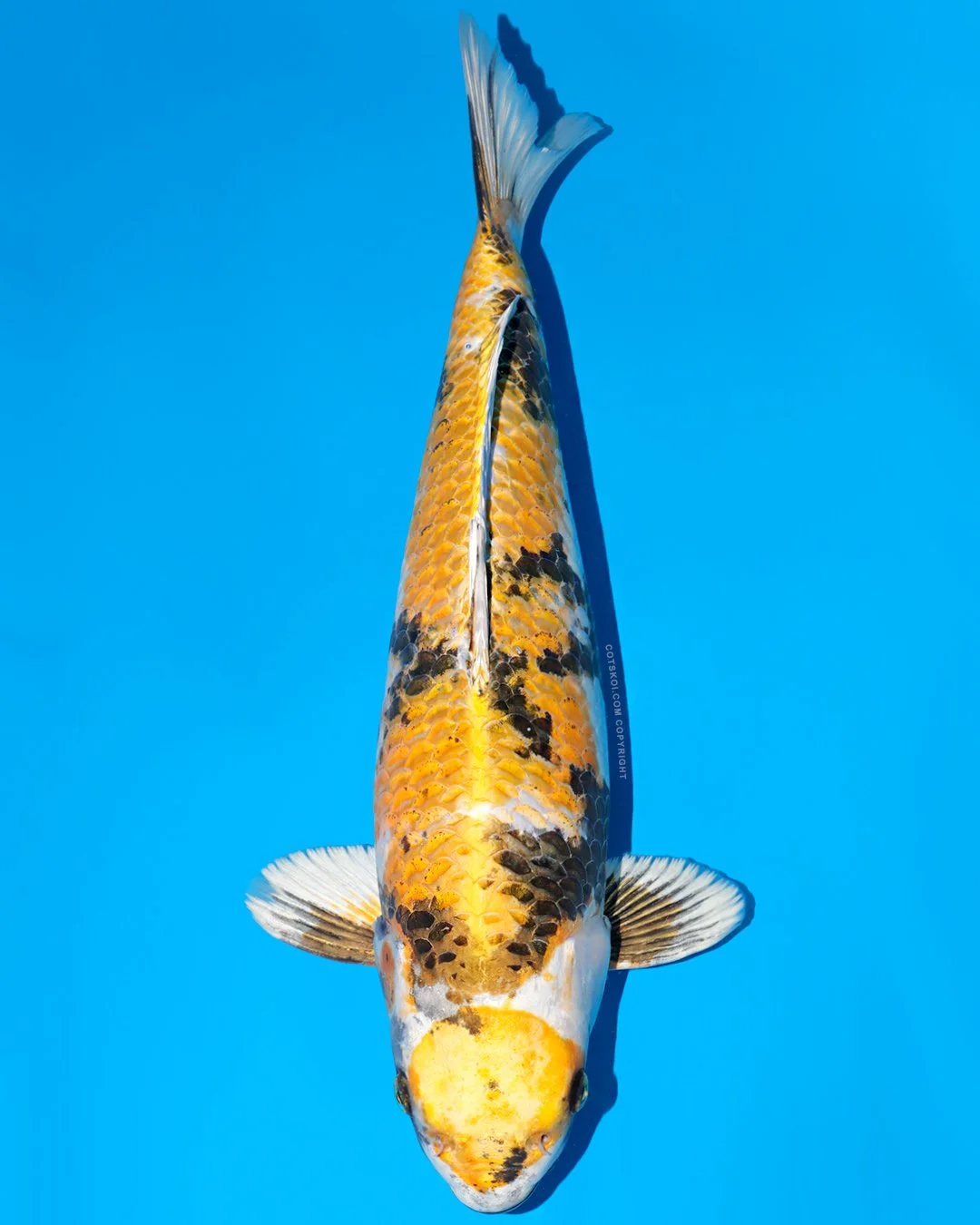 Ikarashi Toshinobu Nisai Kin Ki Showa 48cm Female