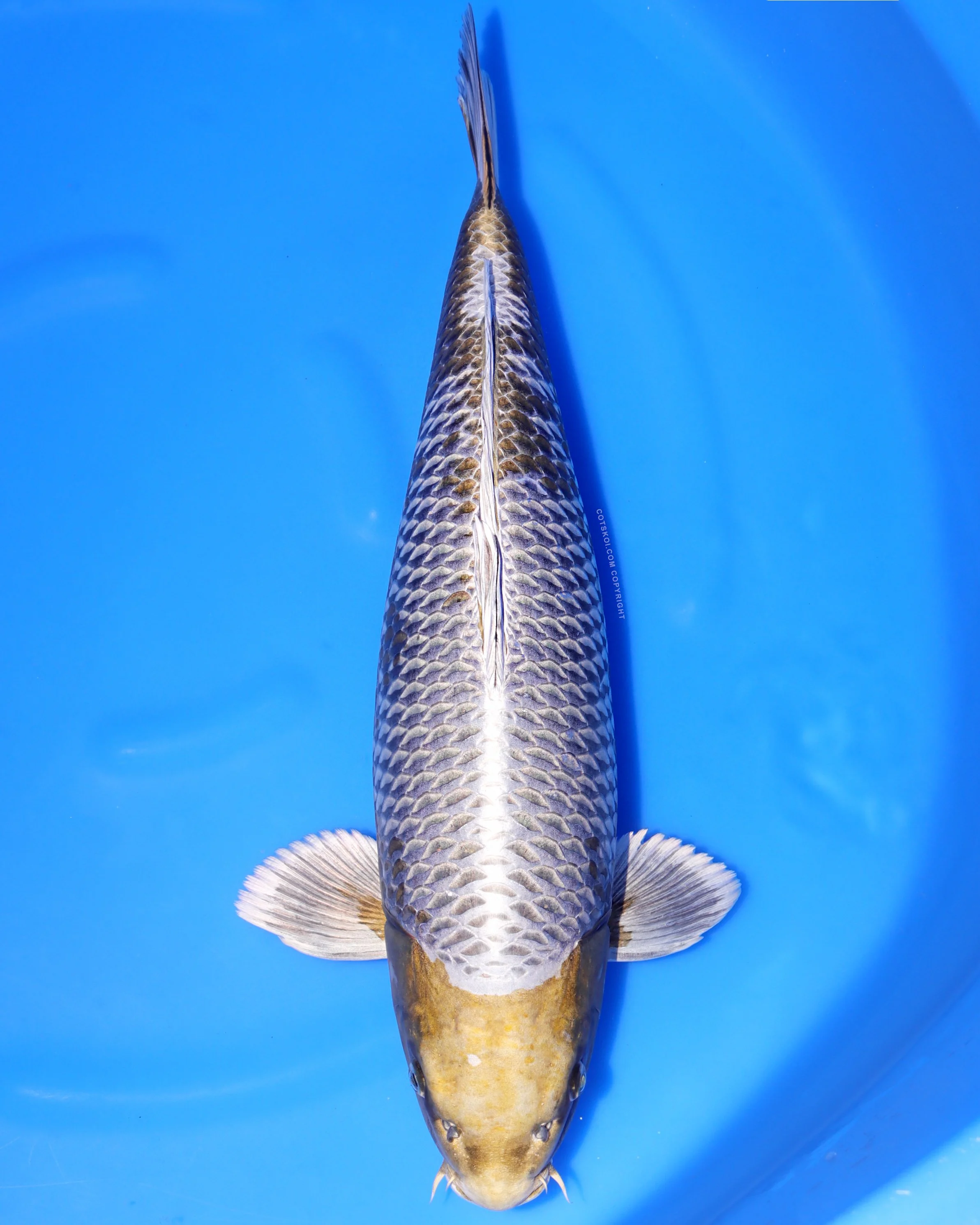 Ikarashi Toshinobu Nisai Kogane Ochiba 54cm F 126.jpg