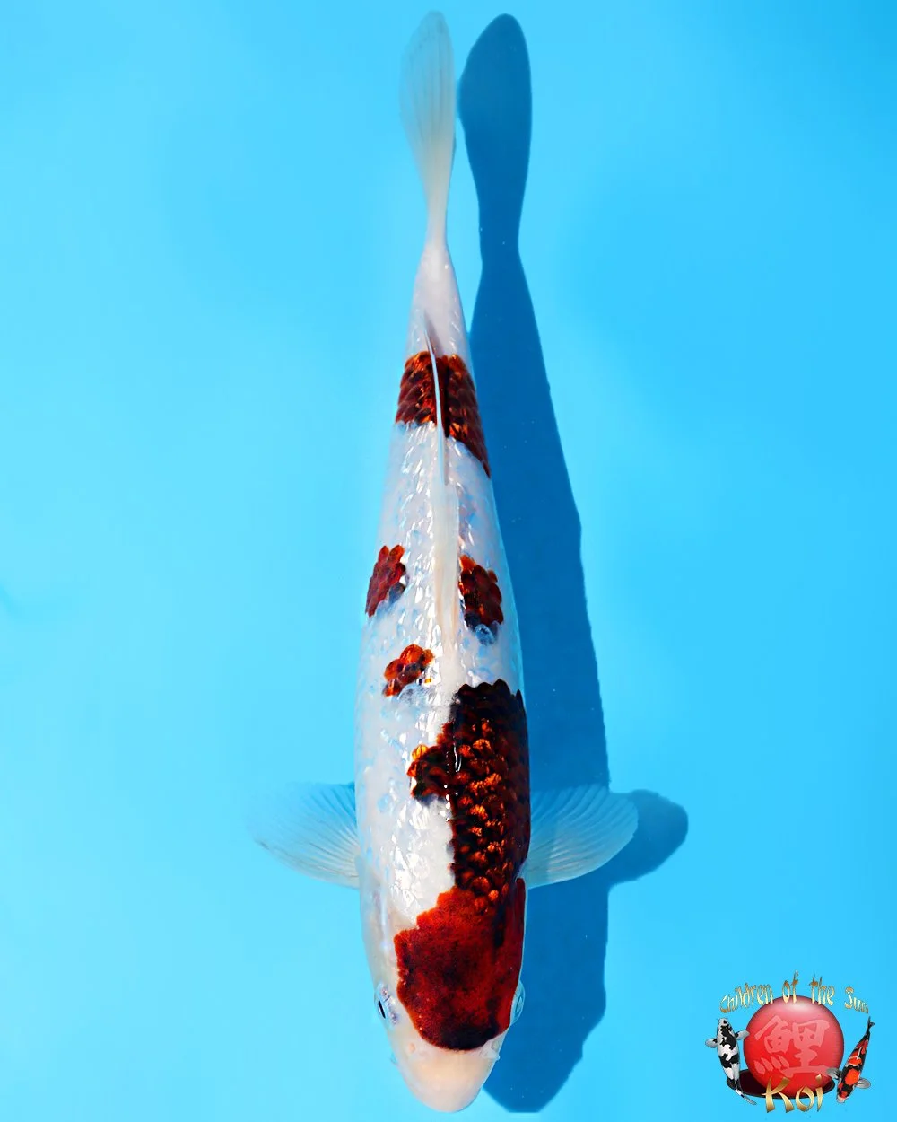 Marushin Tosai Ginrin Koromo