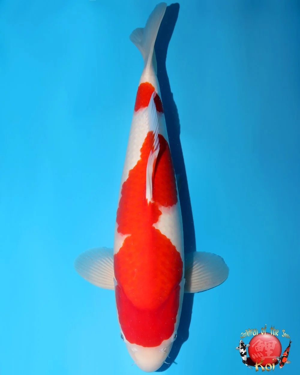 Nagoshi Nisai Kohaku