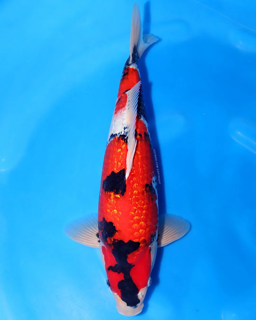 Marushin Nisai Ginrin Showa 45cm Male