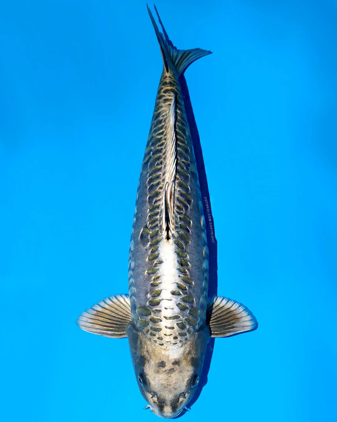 Ikarashi Toshinobu Nisai Doitsu Kabuto 50cm Male