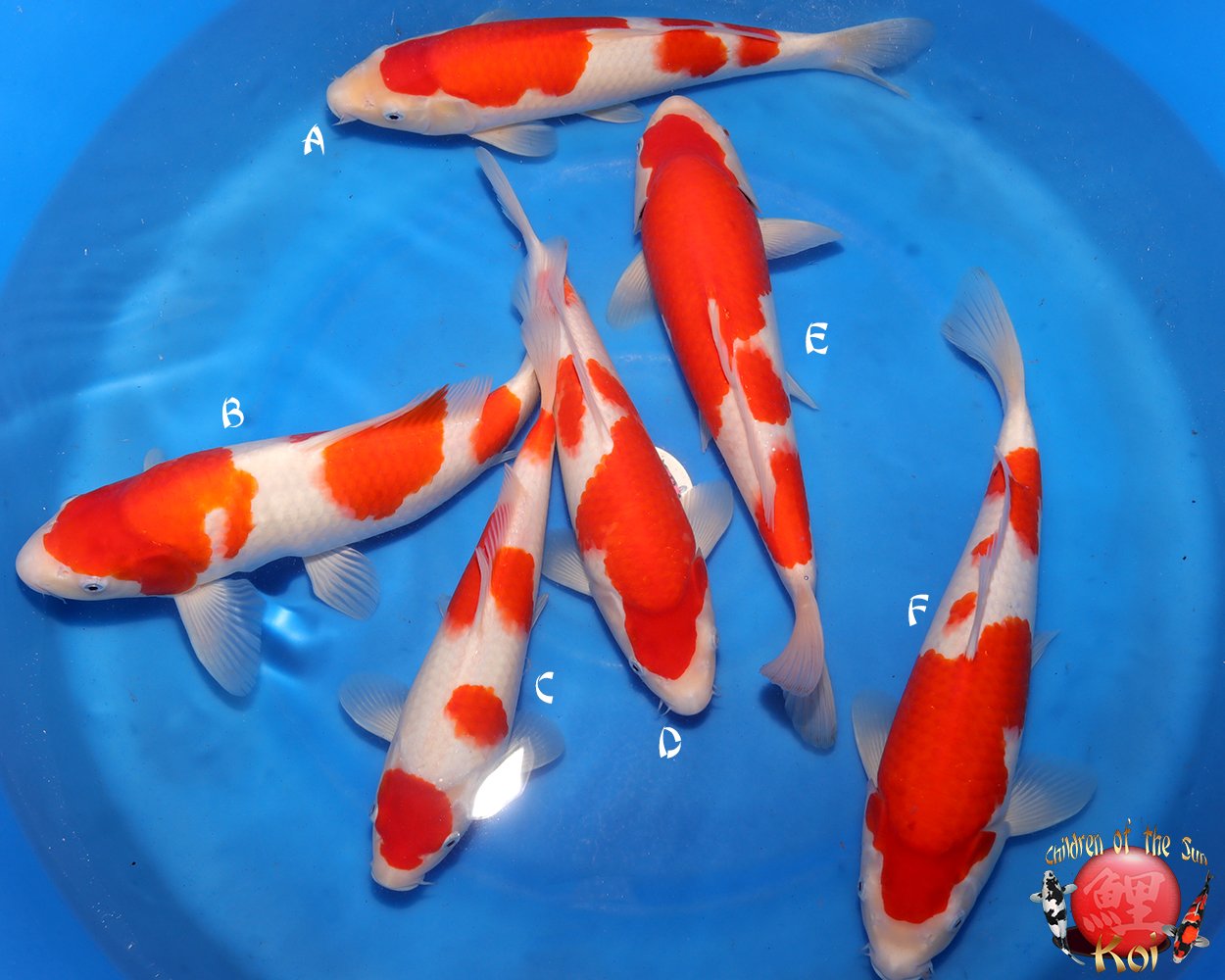 Maruhide Tosai Kohaku 126.jpg