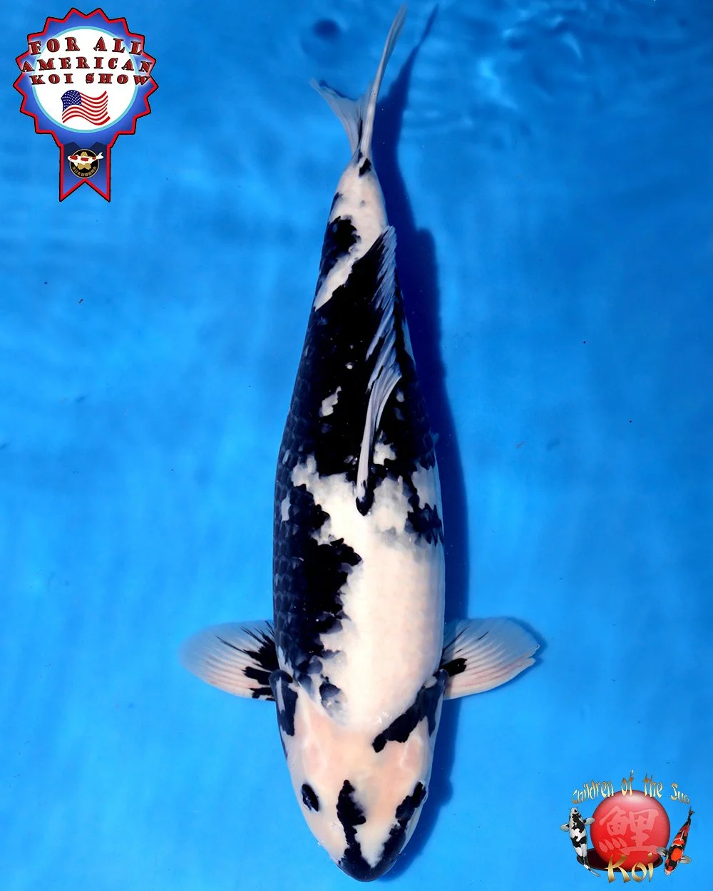 NND Marusho Nisai Shiro Utsuri