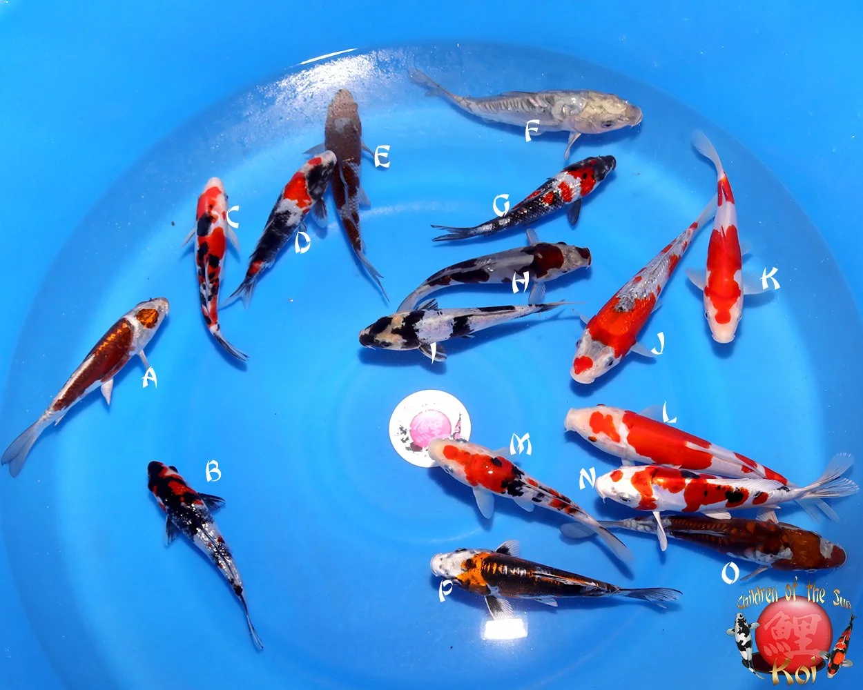 Koshiji Tosai Koi Mix 126.jpg
