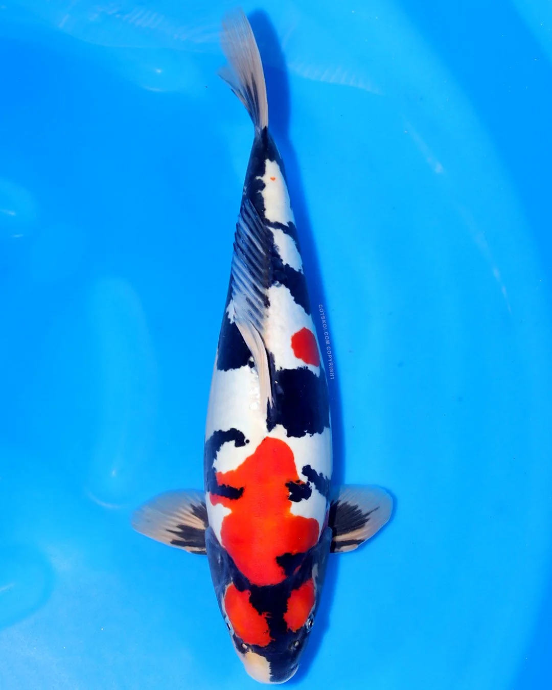 Marushin Nisai Doitsu Showa 45cm Female