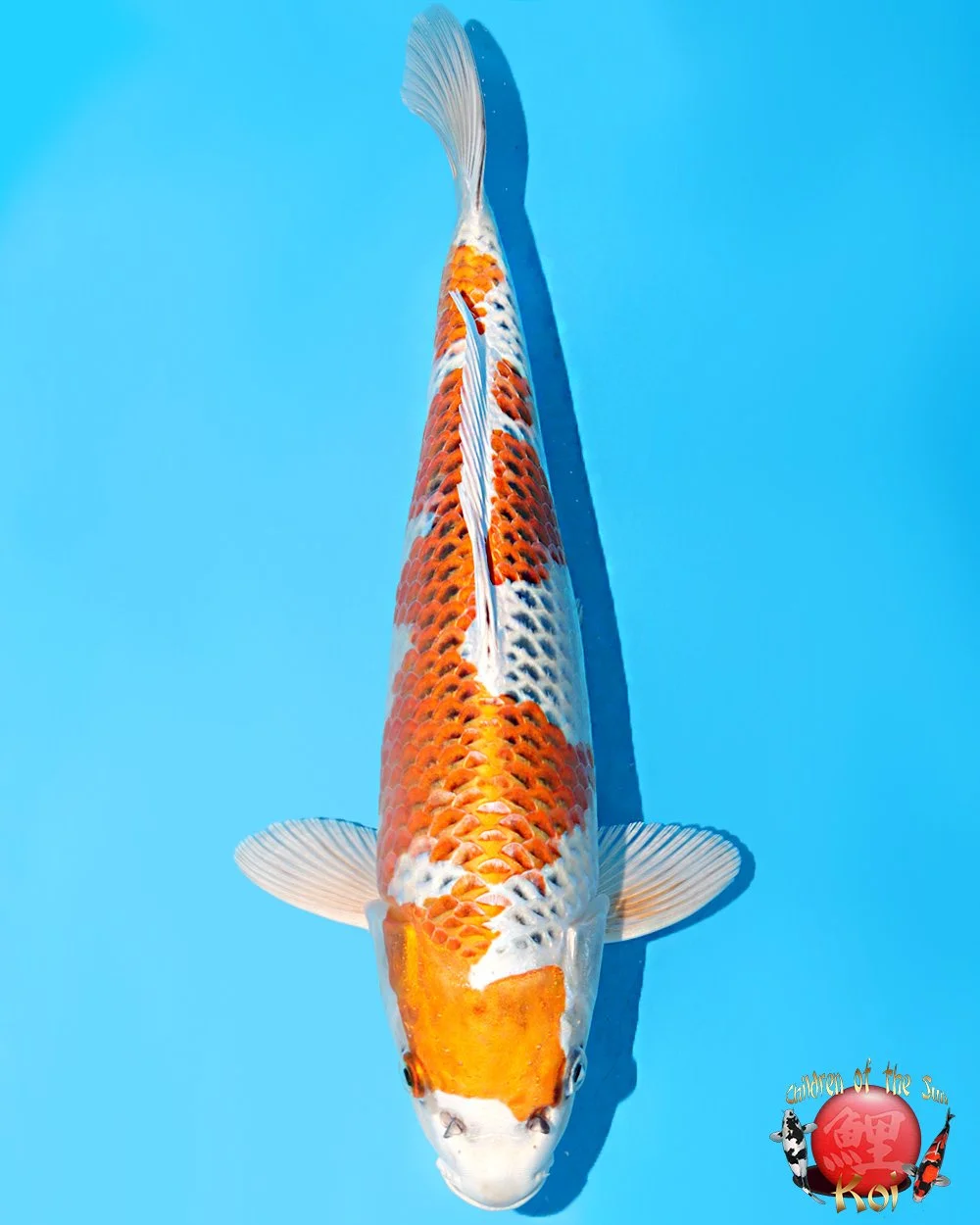 Hosokai Tosai Kujaku