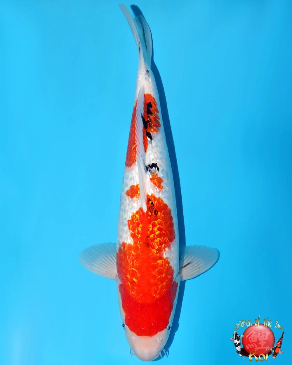 Nagoshi Nisai Ginrin Sanke